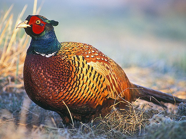 Rob Heathcote (@rjpheathcote) on Twitter photo Very excited to (finally!) see our paper out in <a href="/NatureEcoEvo/">NatureEcoEvo</a> showing how spatial memory predicts whether, and where, pheasants are killed by predators! nature.com/articles/s4155… (thread!) 1/ Very excited to (finally!) see our paper out in <a href="/NatureEcoEvo/">NatureEcoEvo</a> showing how spatial memory predicts whether, and where, pheasants are killed by predators! nature.com/articles/s4155… (thread!) 1/