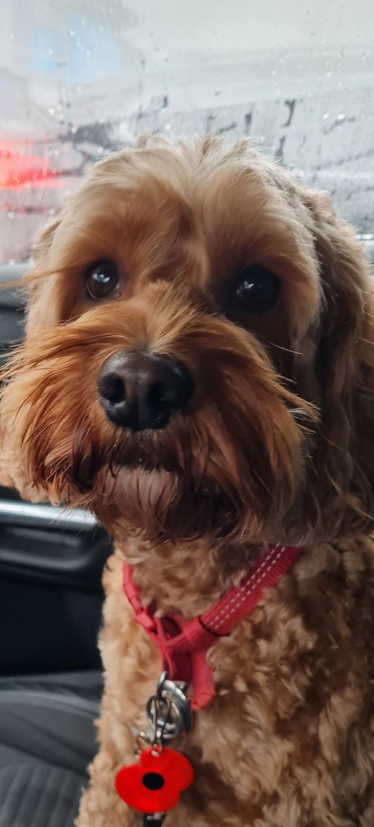 Janet Pennington tweet media