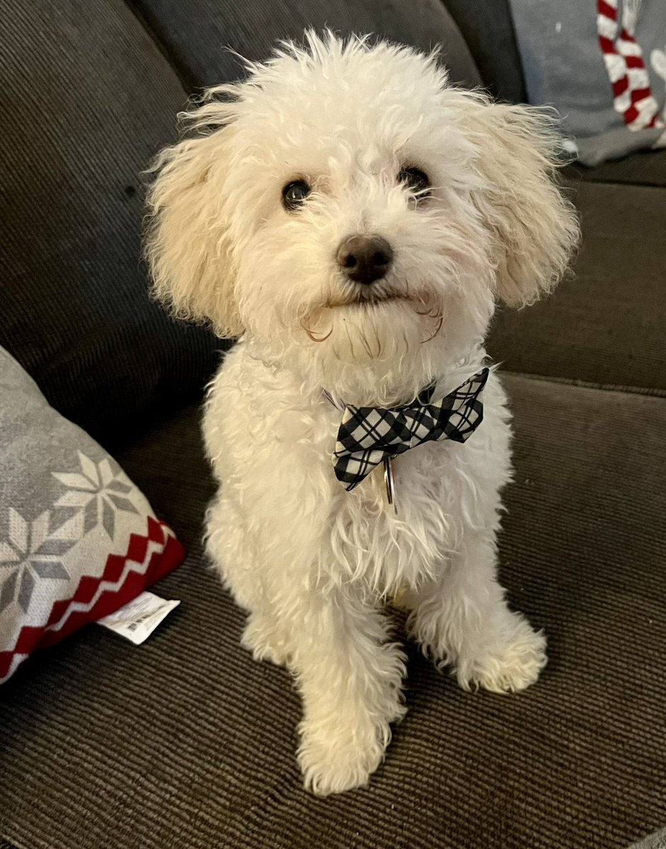 platt_tom's tweet photo. @rougesky Ace rocking his bow tie. https://t.co/92Xy4aRZ8S