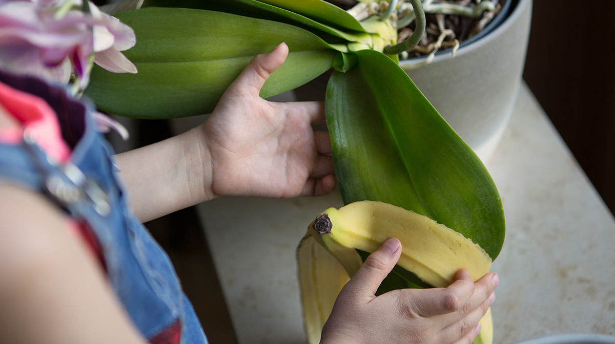 Beneficios de la cáscara de plátano para tus plantas y cómo usarla dlvr.it/ShK2Kh