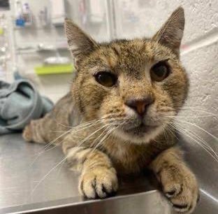 TheFlatteryCatteryCafe tweet media