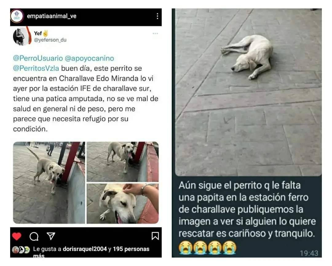 PerroUsuario's tweet photo. URGE  que este pequeño sea resguardado mientras encuentra un hogar que sea muy especial y amoroso.  Está en la estación del ferrocarril de Charallave https://t.co/RjEzybTWzO