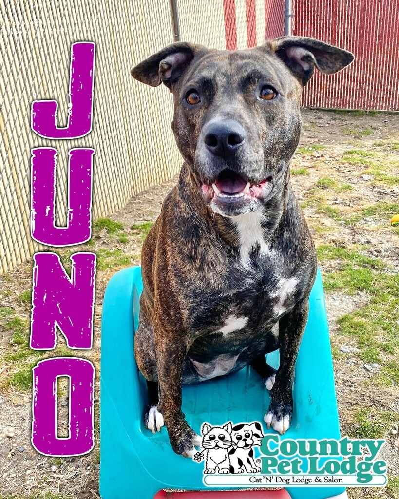 CountryPetLodge's tweet photo. Who's a pretty girl? This girl! Hi Juno! Juno is a 3 ½ yr old Plott Hound. 💜🌺🐶🥰🐾 #juno #prettygirl #plotthound #plotthounds #plott #hounddog #houndlife #hounddoglove #plotthoundlife #plotthoundlove #hound #doglife #doglove #doglovers
#countrype… https://t.co/BHoXCfTlvZ https://t.co/xWhExZL9t1