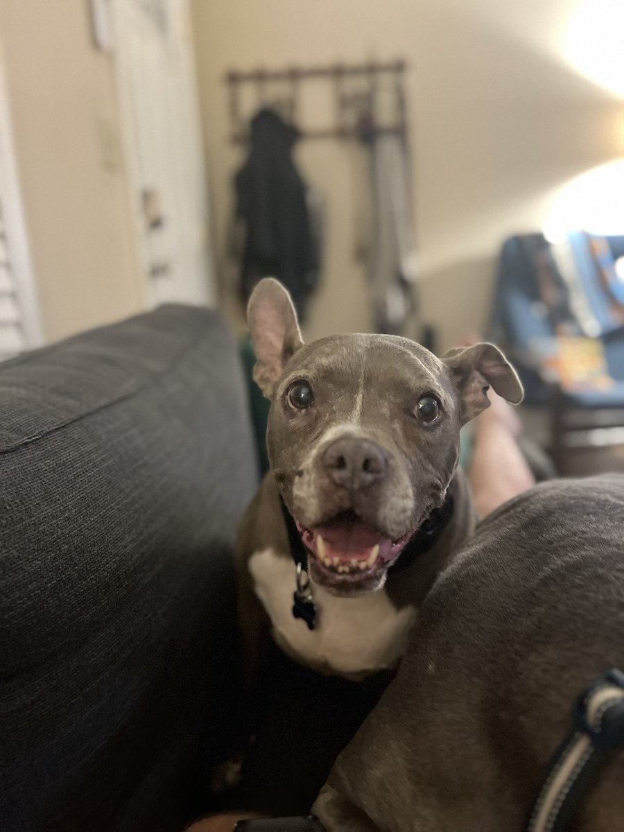 KazgharHS's tweet photo. And more pics because #adoptable Cupcake deserves some love too! This 9 year old is low energy and so patient with this crazy puppy! She would make a great apartment dog, or be a perfect fit for a senior or first time owner! #AdoptDontShop https://t.co/TSuj5shun4