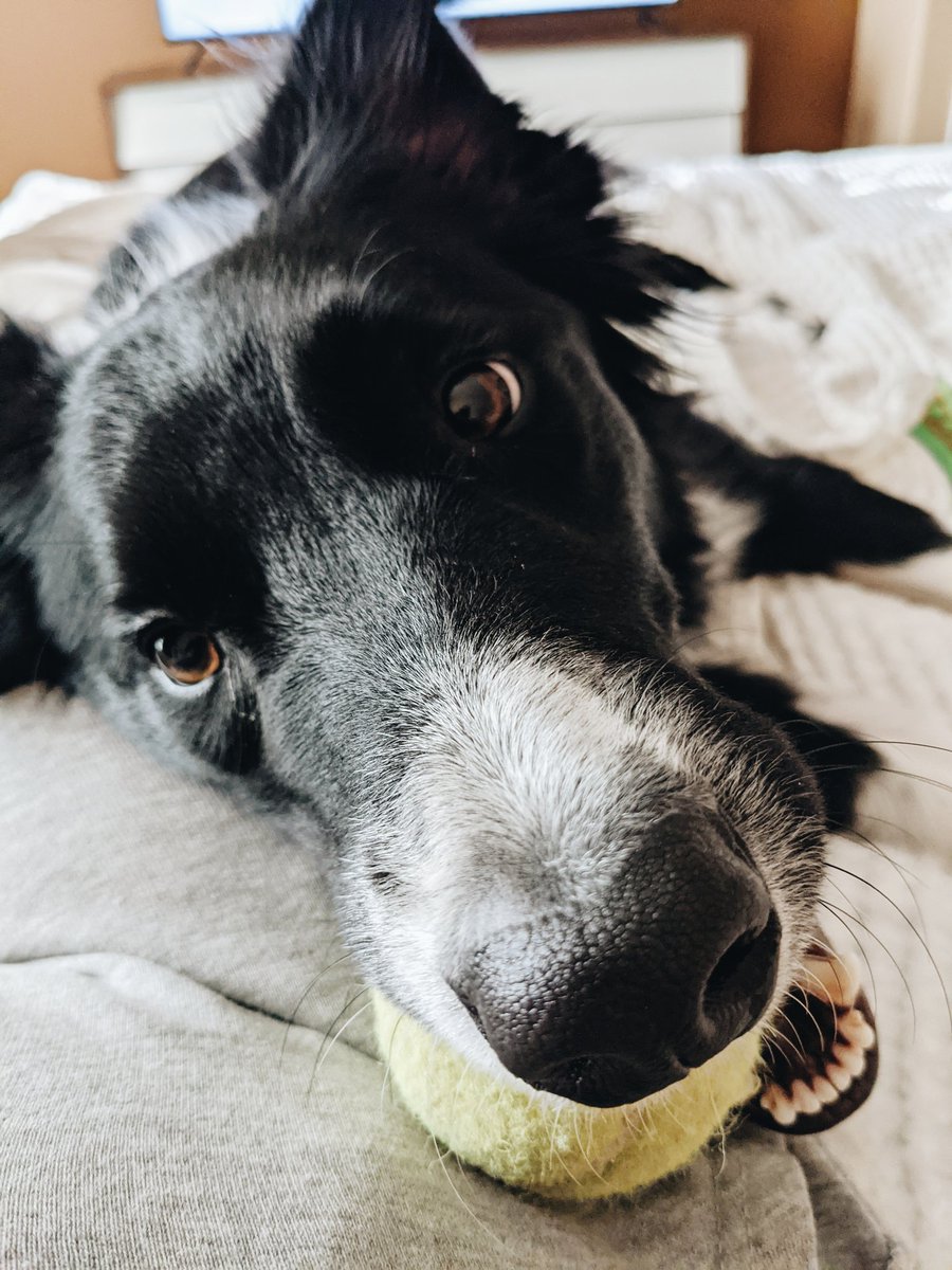 banditthebc's tweet photo. Ball time? 🥎 https://t.co/x2JiOaSqLA