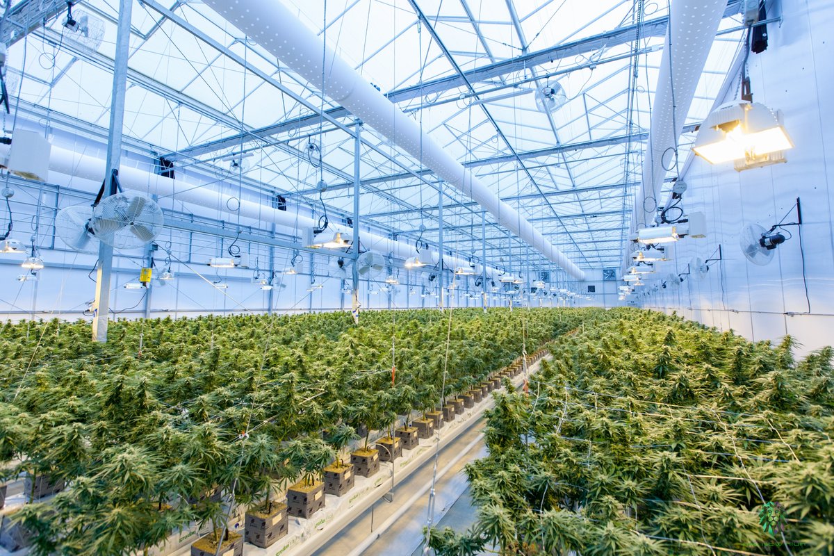 CFSCannabisCRE's tweet photo. Buying A Cannabis Business https://t.co/NBSzKFIkgL via @CFSBizFunding https://t.co/ND8jbG6gPd