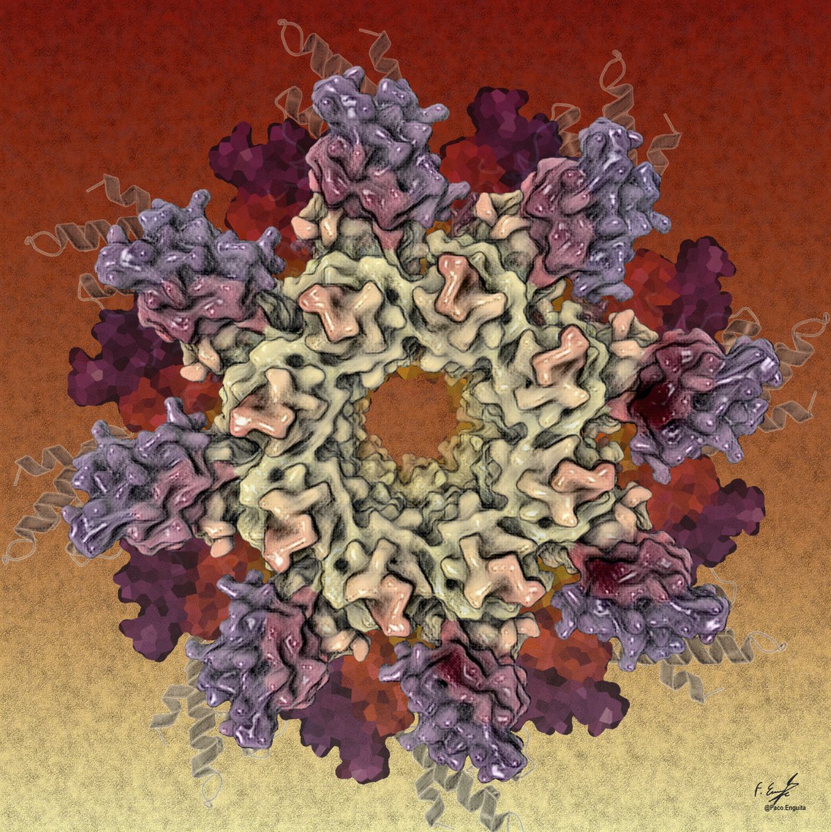 CryoEM structure of human SARM1 bounded with NMN and Nanobody-C6, in a double-layer configuration (PDB code: 8GQ5) #scivis #sciart #molecularart #proteinimager
behance.net/gallery/161992…