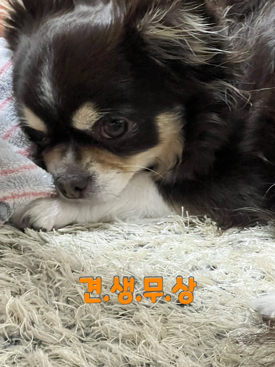 rubywoo_1016's tweet image. 꿍이 사진으로 만들어 본 견.생.무.상 짤🫶🏼
오빠 닮아서 너무너무 귀여운 꿍이🧡
#크래비티 #우빈 #꿍이