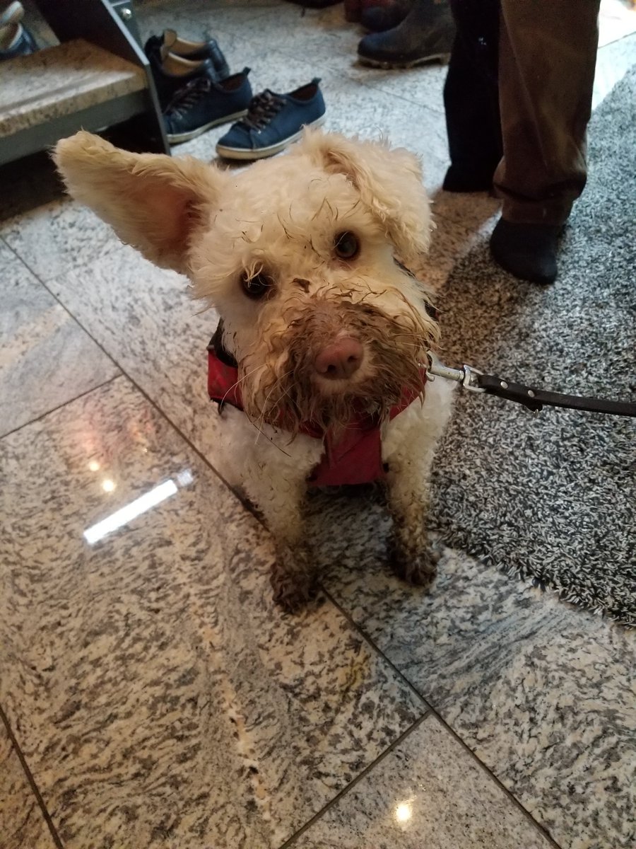 Today, we had to let go my best little friend. She was with me through some very good times and some very bad times. 7 years was not enough but she'll always be the goodest girl.