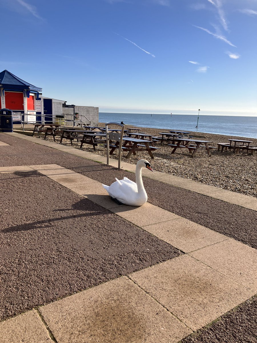 I have upgraded my wheelchair to motorised. Liberating and fun exploring Southsea Pier. No crashes just gently floating along 💖✨
#disabled #wheelchair #askmeanything #painmanagement #disabledtwitter