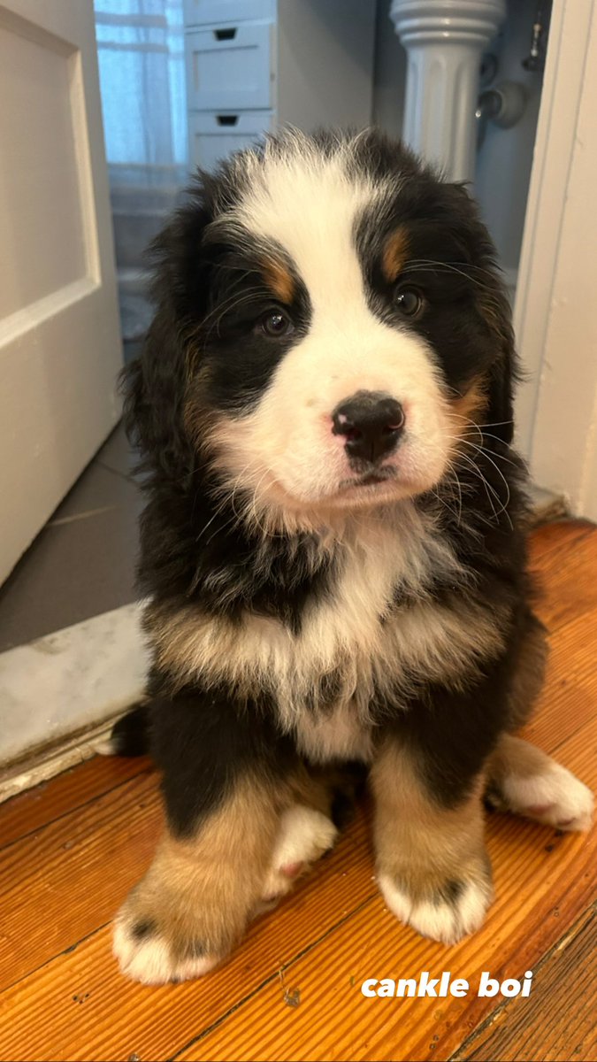 New roommate <a href="/dog_rates/">WeRateDogs</a>