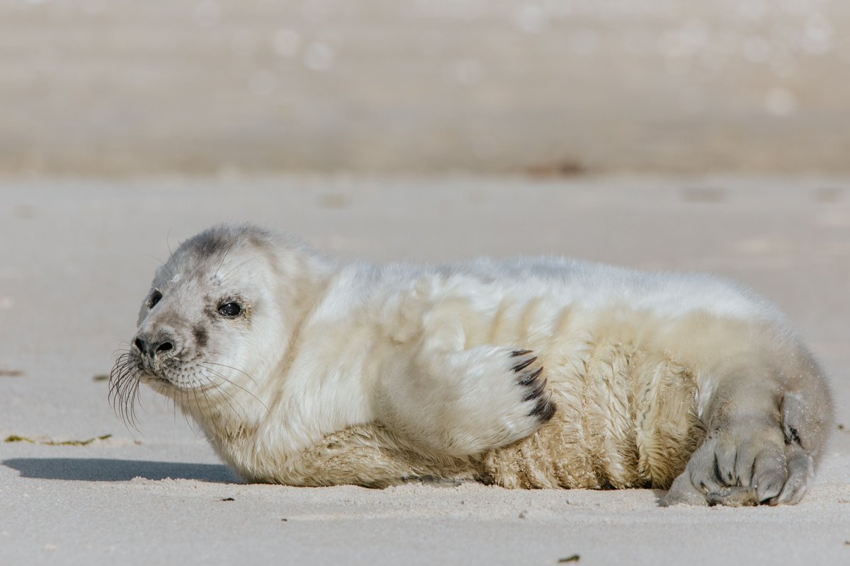 Our MMRR Team rescued this young gray seal pup from a Cape Cod beach after he was separated from his mother. He was too young to survive alone & was brought to rehab @NatMarineLfeCtr after an exam & treatment by our vet. Meet Denali! We can’t wait to share his full story soon.