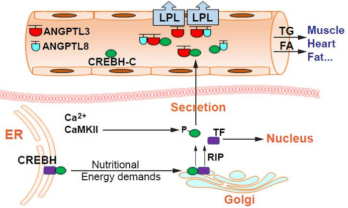 scisignal's tweet photo. Researchers show that the secreted factor CREBH enhances the breakdown and clearance of #triglycerides in blood—hinting that this factor may potentially be developed as a treatment for #hypertriglyceridemia. @waynemedicine @cmmgwsu @DaviesLab1 #Physiology https://t.co/6UGVWq6u5e https://t.co/oJz62dT3Wh