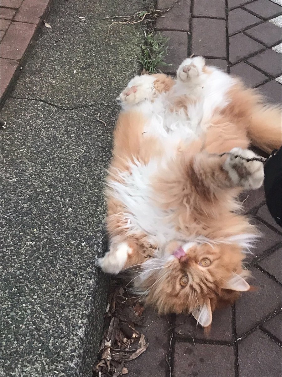 AgentMiao's tweet photo. #Cats #Mancoon #CatsofTwitter https://t.co/cyrk6ALSaW