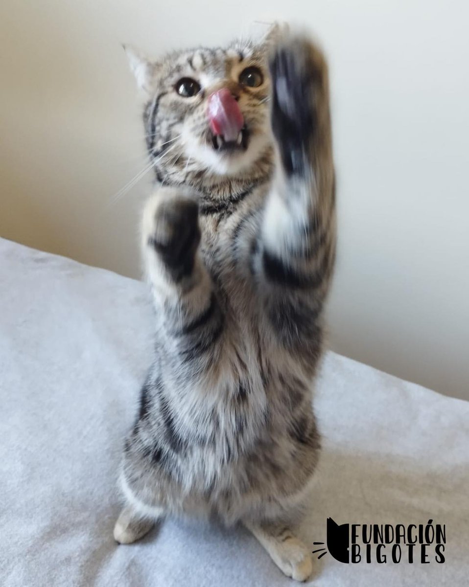 Vamos a estrenarnos presentando a Otto. Es un precioso macho de 7 mesecitos. Cariñoso, juguetón, y bombonazo!!! Escríbenos a adopciones@bigotes.eu si quieres conocerlo.💙