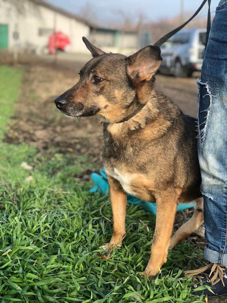 SoulMuttsUK's tweet photo. SCOOBY has only ever known life in the shelter.
At around 2 months old, he was hit by a car and was taken to the shelter and then abandoned.  Over the years, Scooby has been overlooked, and in the whole of his 12 years has had no interest or an offer of a home #goldenoldie #dogs https://t.co/cyyjHAwsjN