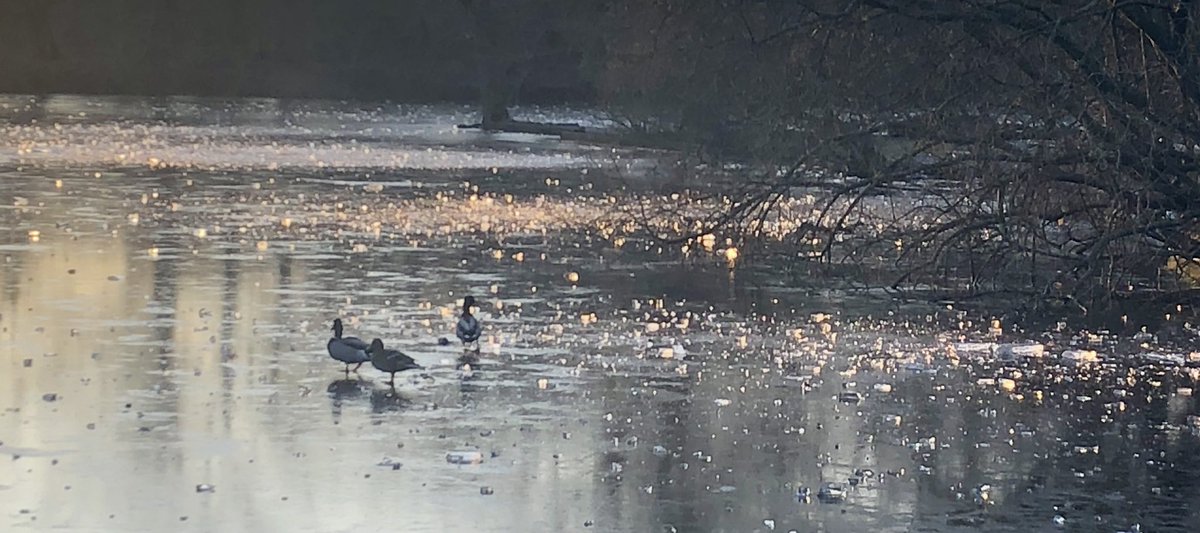 TaniaRice's tweet photo. Shattered ice on #ConnaughtWater #EppingForest
It was such pretty evidence of people playing …
#SmallBeautiesHour https://t.co/98PhLMFEmU