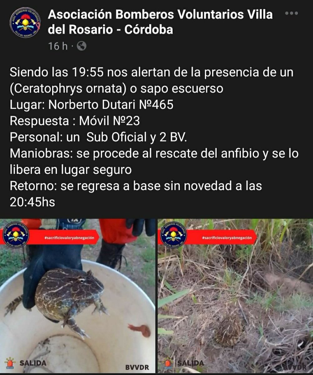 Los bomberos rescatan y liberan a un Escuerzo Chaqueño. Varias personas diciendo que deberían matarlo pues es venenoso, pero mucha más gente usando nuestras notas de divulgación para informar sobre estos mitos! El trabajo de hormiga de <a href="/coana_arg/">COANA</a>