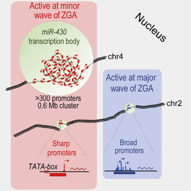 adbeggs's tweet image. Here's a new and exciting @nanopore paper we have helped with led by @ferencmueller and his group in @CellCellPress. In this, we examined the formation of the transcription body in Zebrafish, specifically the mir-430 region:
sciencedirect.com/science/articl…
1/n