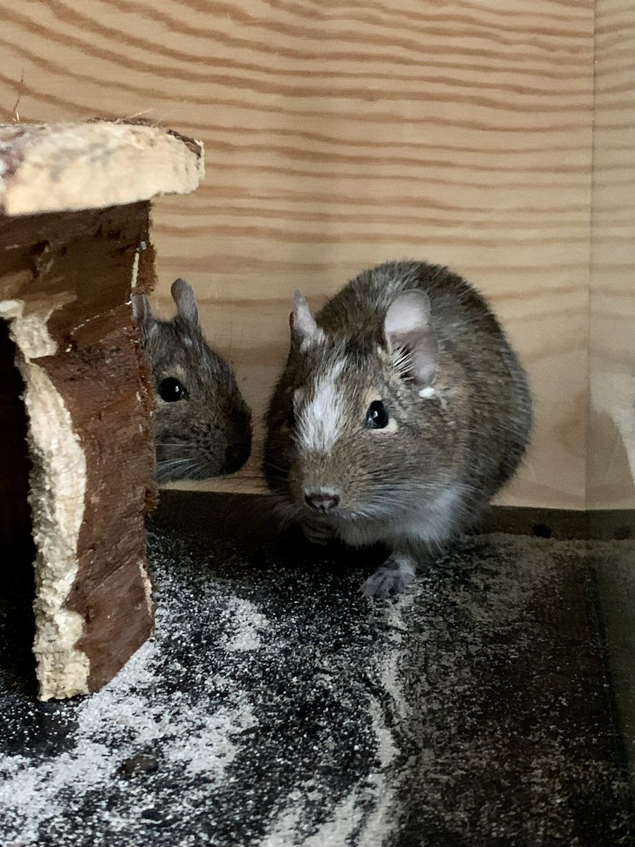 rthcr's tweet photo. @magic_magic_k 2 hinterhältige Degus werden es gewesen sein. https://t.co/KAUgtWJZhA