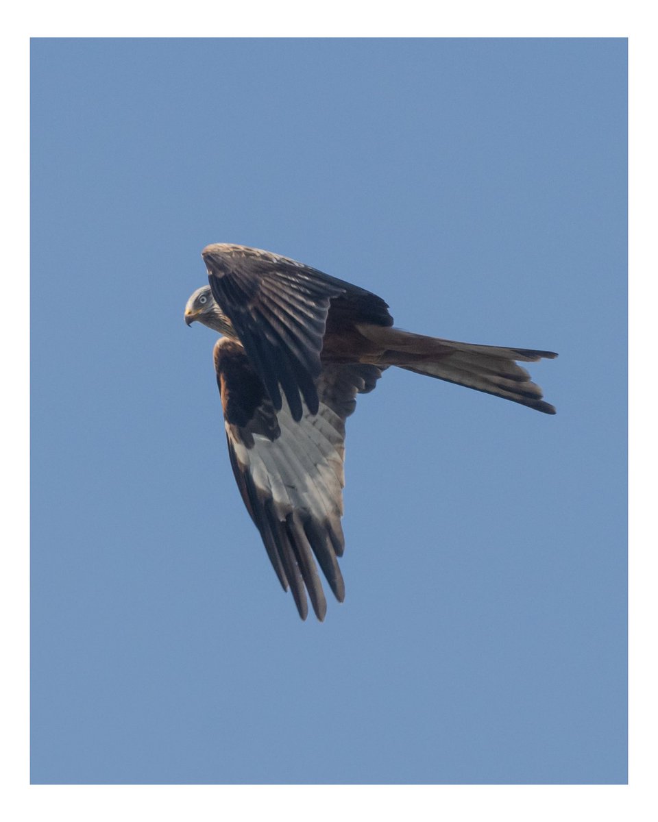 trevsphotos1's tweet photo. A few captures of the Red Kites today.
Captured using Canon 90D with a Canon 70-200 F.4

@CanonUKandIE 
#redkites #ukwildlife #ukbirds #birdsofprey #ukbirdsofprey https://t.co/kow7u3Chc2