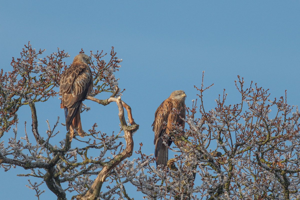 trevsphotos1's tweet photo. A few captures of the Red Kites today.
Captured using Canon 90D with a Canon 70-200 F.4

@CanonUKandIE 
#redkites #ukwildlife #ukbirds #birdsofprey #ukbirdsofprey https://t.co/kow7u3Chc2