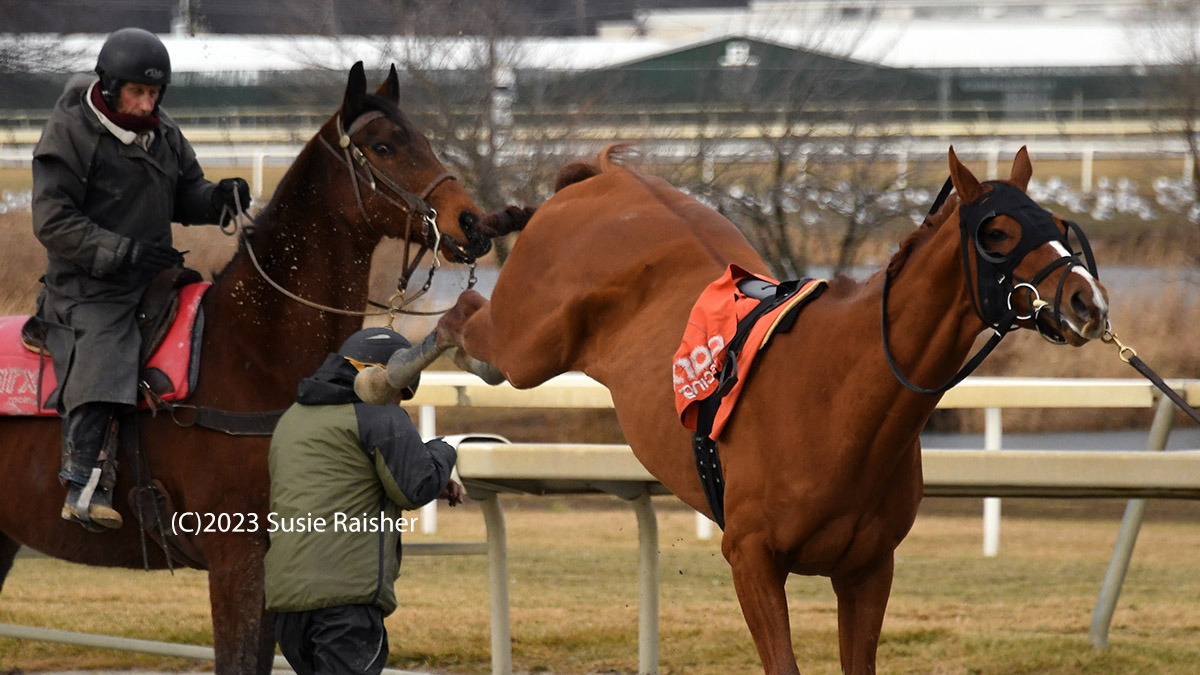 Susie on Twitter "Working with racehorses is... not necessarily for