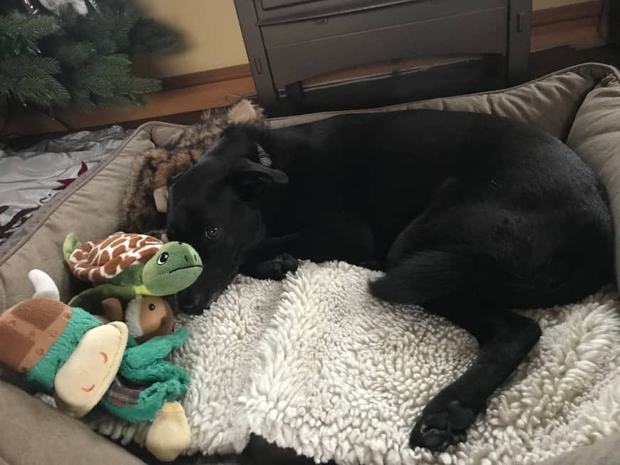 Dis me Nelly wit Crinkle T, Viking McDuck an Walter who is a warthog.  Oh-den dare is also de tiny Chipmunklet I calls Munch.  I has called a committee on account dat Momma had to goes away again for a fambly emergency.  Da is wit us, an dat is goob, but we miss de Momma.