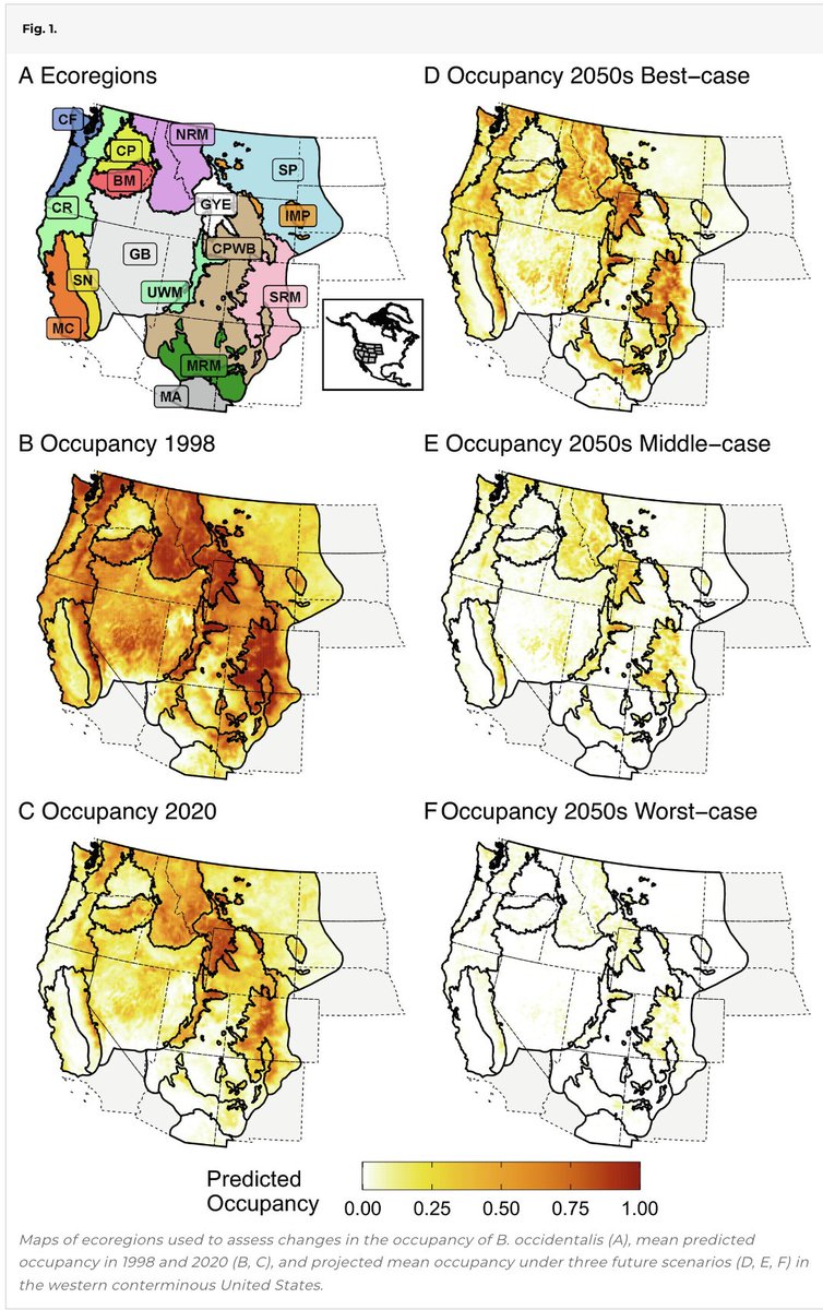 🚨Paper alert!🚨

Our new work out in <a href="/PNASNews/">PNASNews</a> "Recent and future declines of a historically widespread pollinator linked to climate, land cover, and pesticides"

The news is uh...not good, for Western Bumble Bee

pnas.org/doi/10.1073/pn…