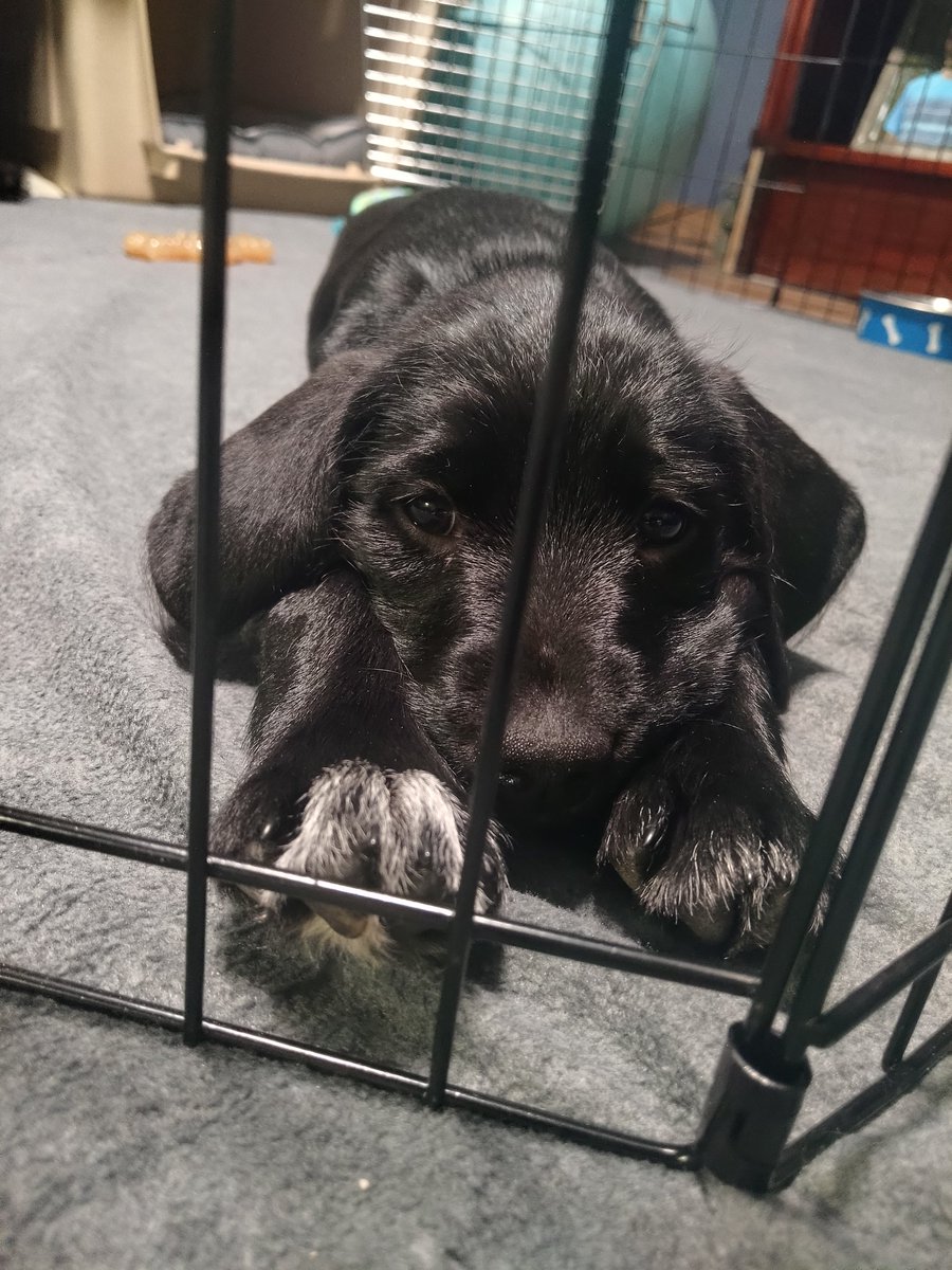 MetallicBow tweet media