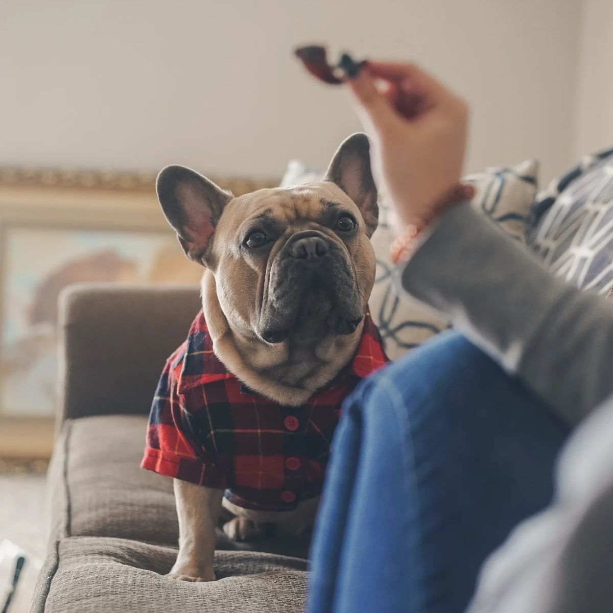 melmodco's tweet image. Keeping your Frenchies and Boston Terriers happy all year long has been our favorite thing. Looking forward to all the treats, bones, plush toys, and more to come in 2023!