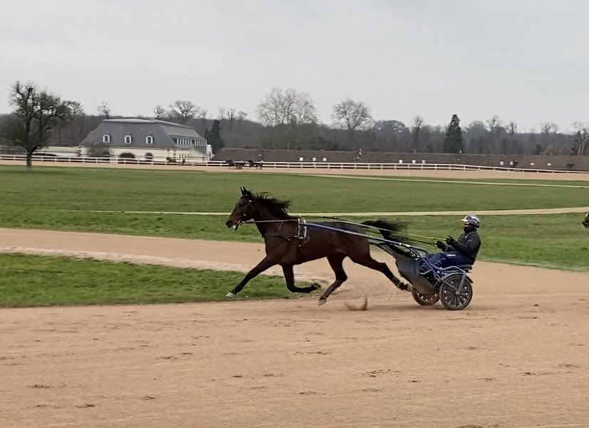 Stramme strikker og halen til værs👊🏼💫🇫🇷🇳🇴 Sam er på hugget om dagen🤩 <a href="/EcurieGoop/">Ecurie Goop 🇫🇷</a> #SamTheMan