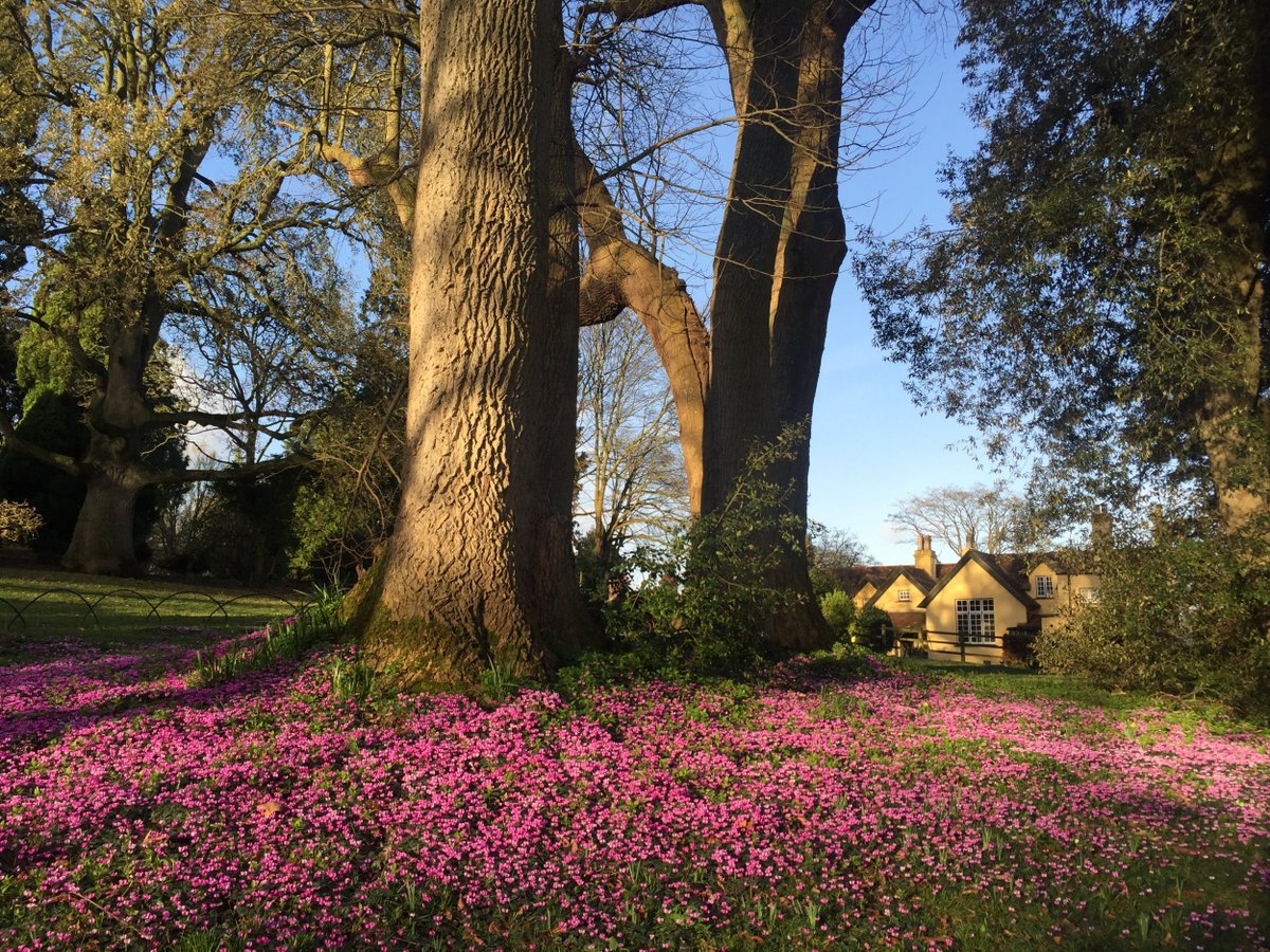nationaltrust's tweet photo. Looking pretty in pink, @NTKillerton radiates colour with the cyclamen in bloom.

Photo: Emma Wakeham https://t.co/SCMlY6lSRn