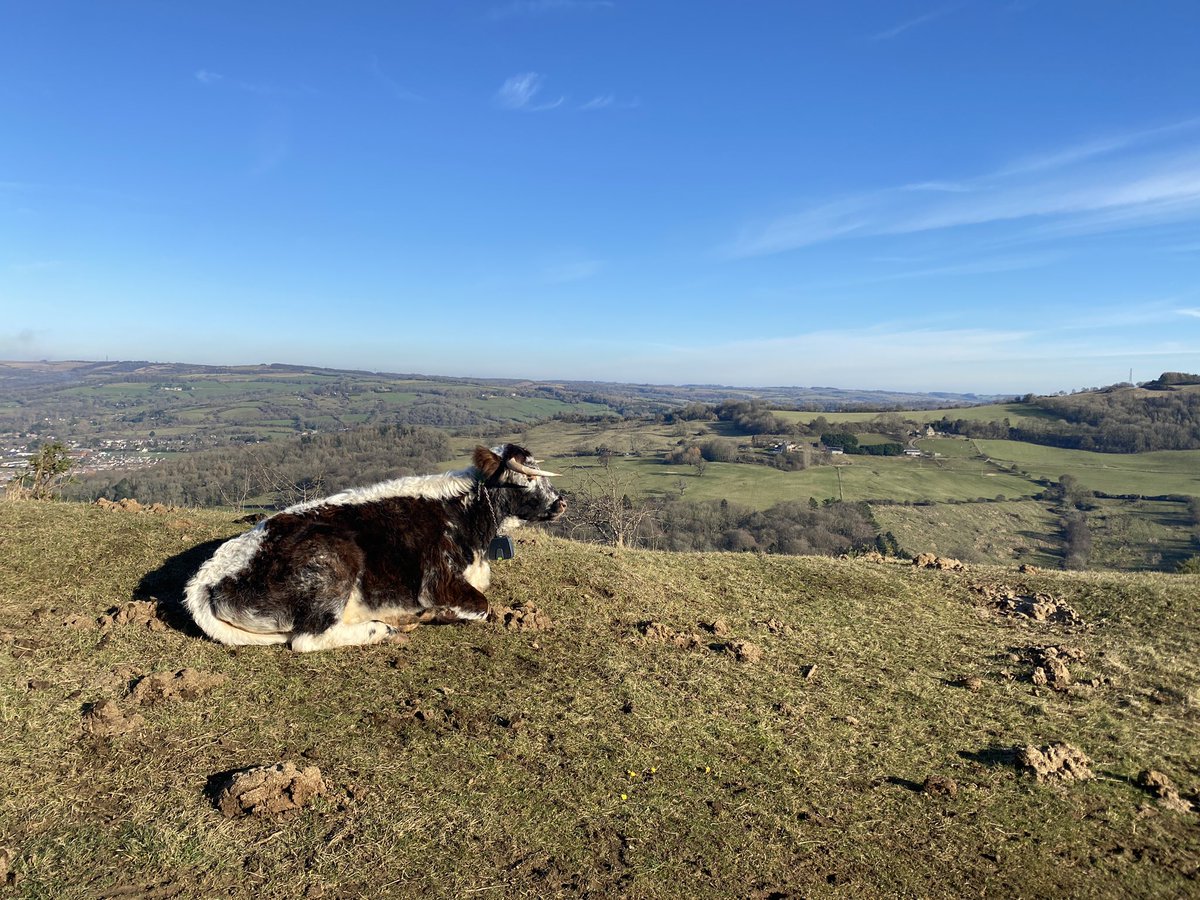 I headed up them there hills today to search out subjects for my next painting. I think this English Longhorn looks like it is enjoying the view 😎

#LeckhamptonHill #Cheltenham #Cotswolds #Gloucestershire #VisitGlosUK #Inspiration