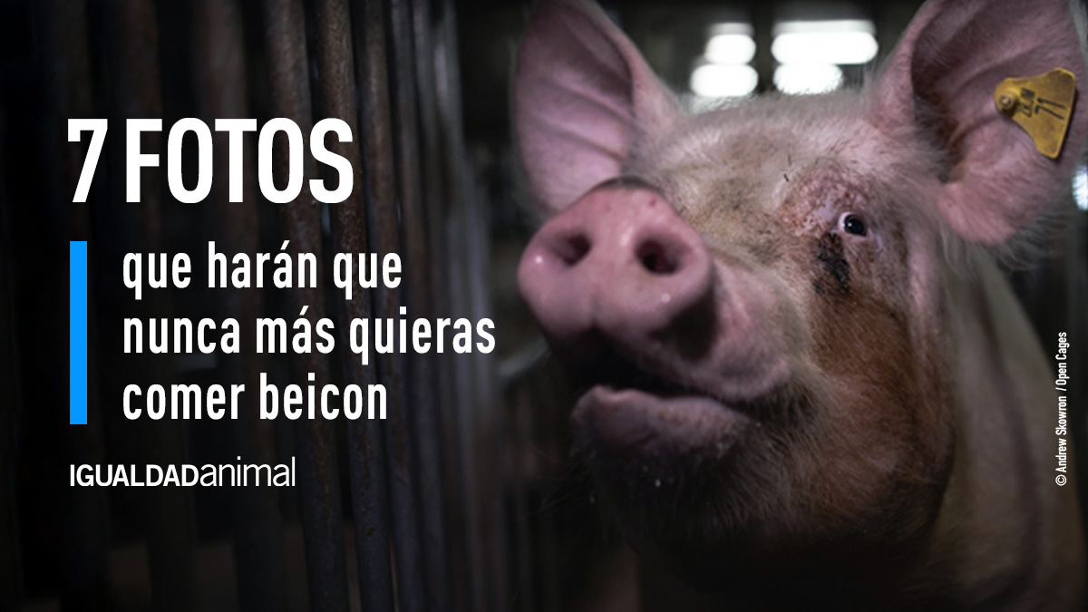 IgualdadAnimal's tweet photo. Aquí te dejamos 7 razones por las que te lo pensarás dos veces antes de comer beicon.

Cada una de estas fotos fueron tomadas por investigadores en granjas de cerdos en España, pero son prácticas habituales en en todo el mundo. 

https://t.co/SxJW4eDjyT https://t.co/SCyBcNRawp