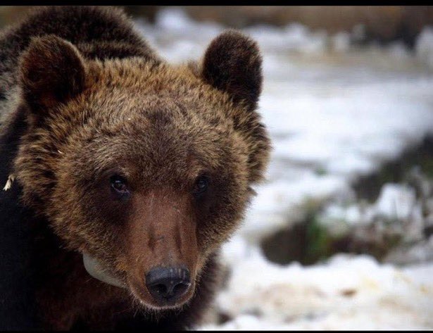 M49liberorso's tweet image. Riposa in Pace  #JuanCarrito