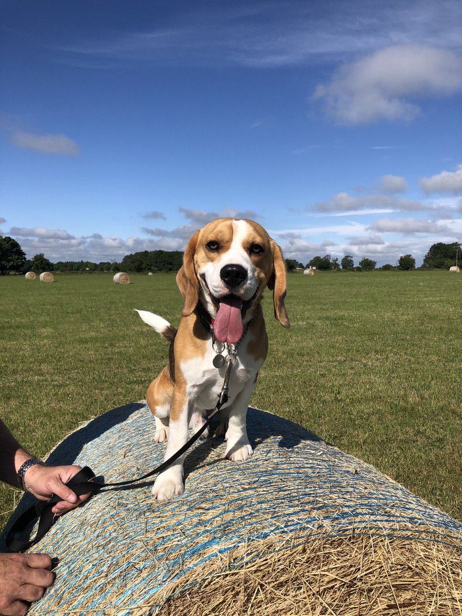 rebeccasheffo's tweet photo. @MollyBoot1 Beagle! Loving, happy (but look grumpy!) and love to snooze. Tend to shed twice a year but not too bad. Short coat so minimal maintenance. @BeagleWelfare have a few needing homes at the moment.
Barney was a rescue…we love him! https://t.co/wEfp1uLpAO