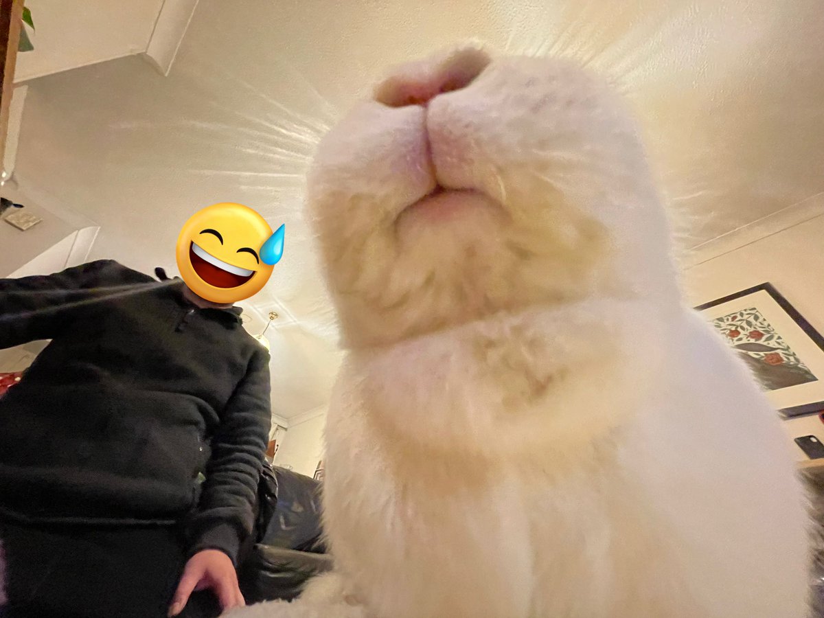 bunarium's tweet photo. Bunderful from all angles.
#QueenHolly #Moouf #BunniesOfTwitter https://t.co/an3pDMKRSl