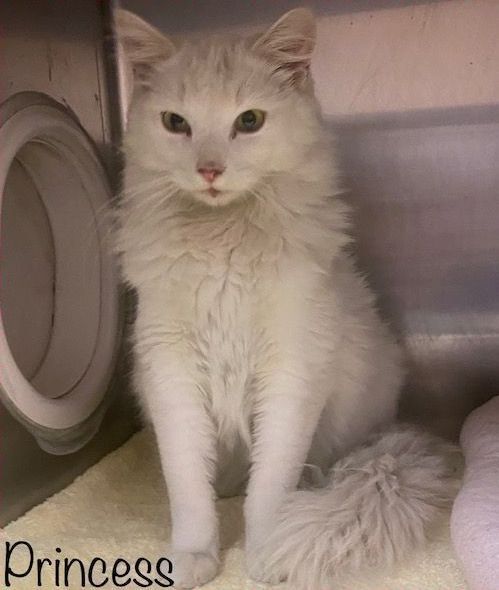 This is Princess

ID 642079
Date Acquired: 1/20/23
How Acquired:  stray 
Adoptable on: 1/27/23
Cage:  602
Age:  4 years
Gender:  female
Color:  white
Tail: long
Health: good 
Temper:  sweet

Cobb County Animal Services is located at:
1060 Al Bishop Dr. M… ift.tt/YCegP8H