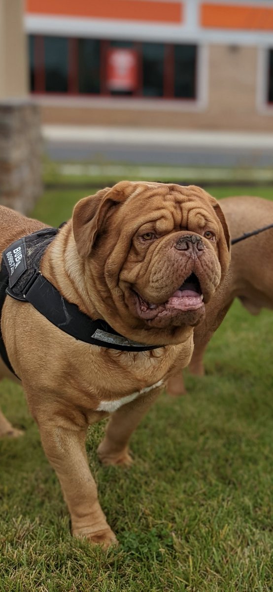 mafia_mastiff's tweet photo. The Beasts of the East had to step up last night and persuade some shady individuals to divert their evil ways or else.π
With a bark and dropped leash they were off to the races. Friends look out for friends it's what we do. βοΈπΎπΊπΈπΎ #BarkForce @SeanSean252 https://t.co/kaT2ZdfF89