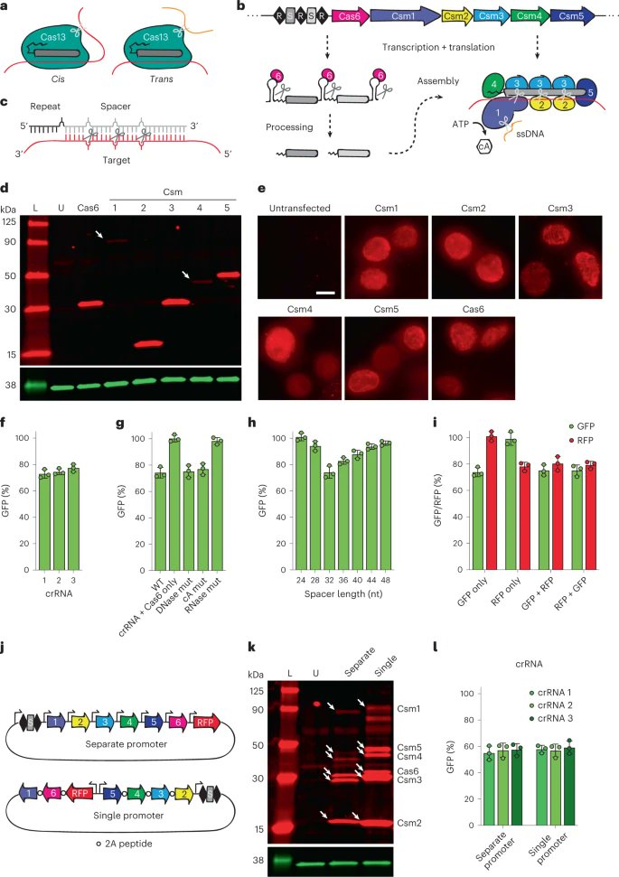 Nature Biotechnology (@naturebiotech) on Twitter photo Precise transcript targeting by CRISPR-Csm complexes go.nature.com/3XTaIJQ Precise transcript targeting by CRISPR-Csm complexes go.nature.com/3XTaIJQ