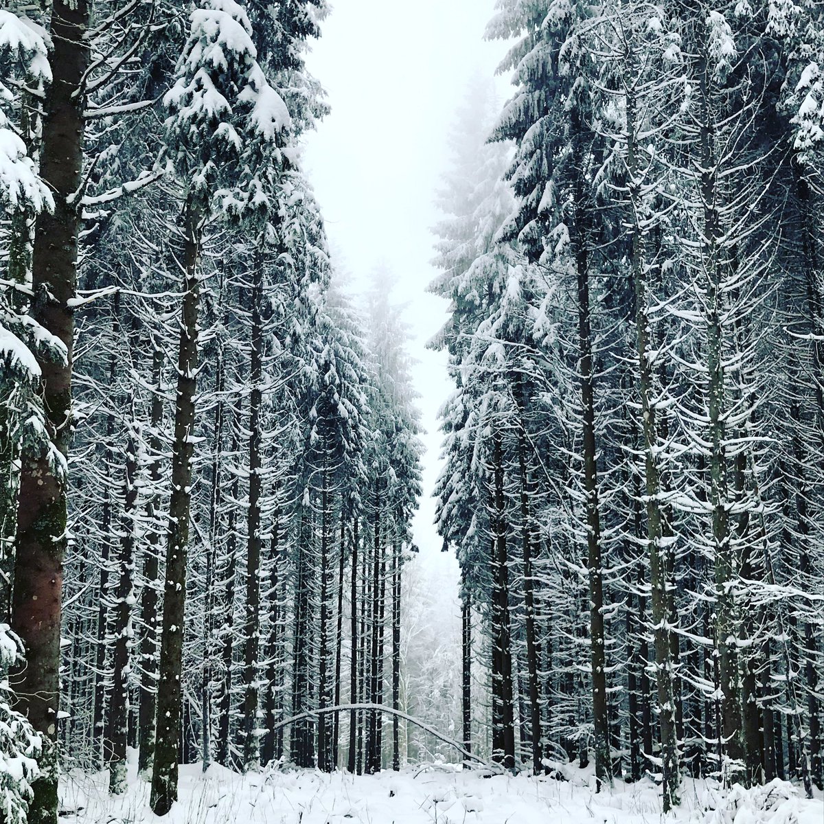 LauraRobelin's tweet photo. https://t.co/JK7FritC7X