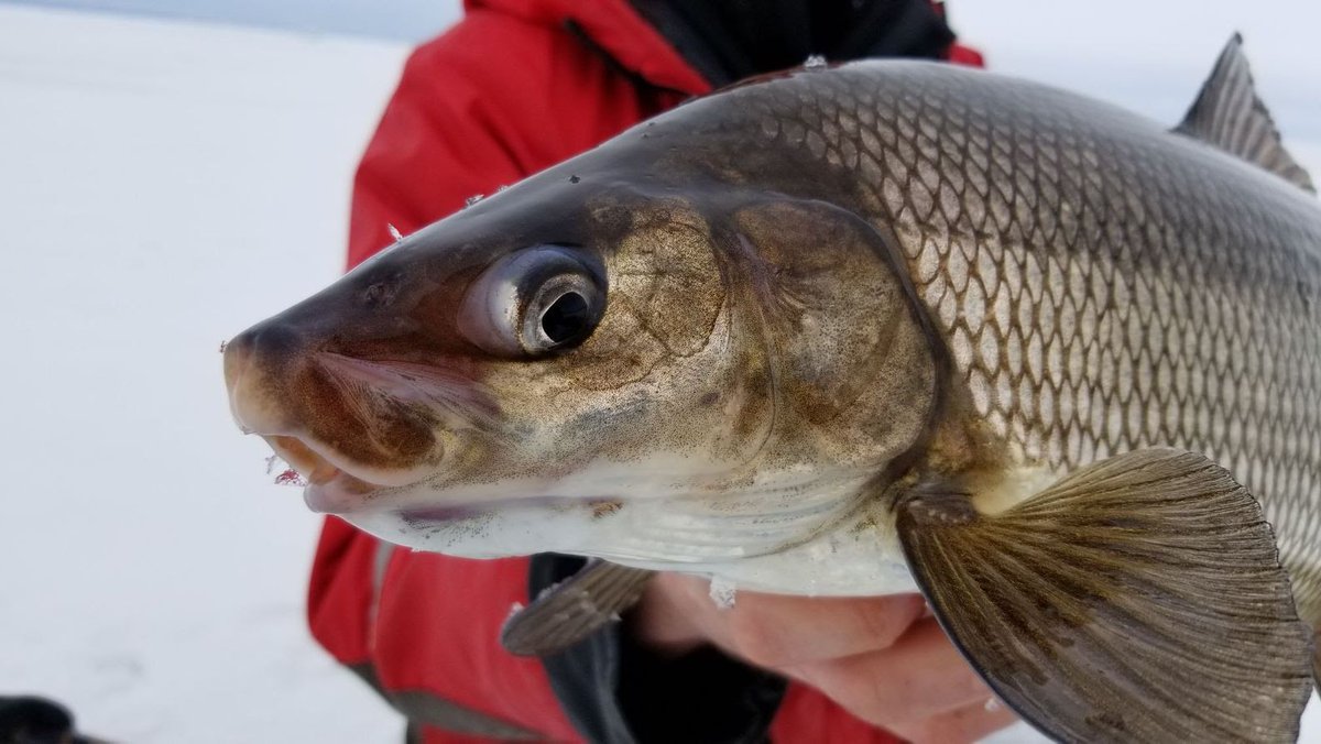 Calling all coregonine enthusiasts! Please consider submitting an abstract to the session "Coregonine Ecology, Trends, and Management" as part of the <a href="/IAGLR/">IAGLR</a> 2023 conference. Abstracts due Jan 27. iaglr.org/iaglr2023/ Conference is May 8-12 in Toronto.
Photo: M Parna