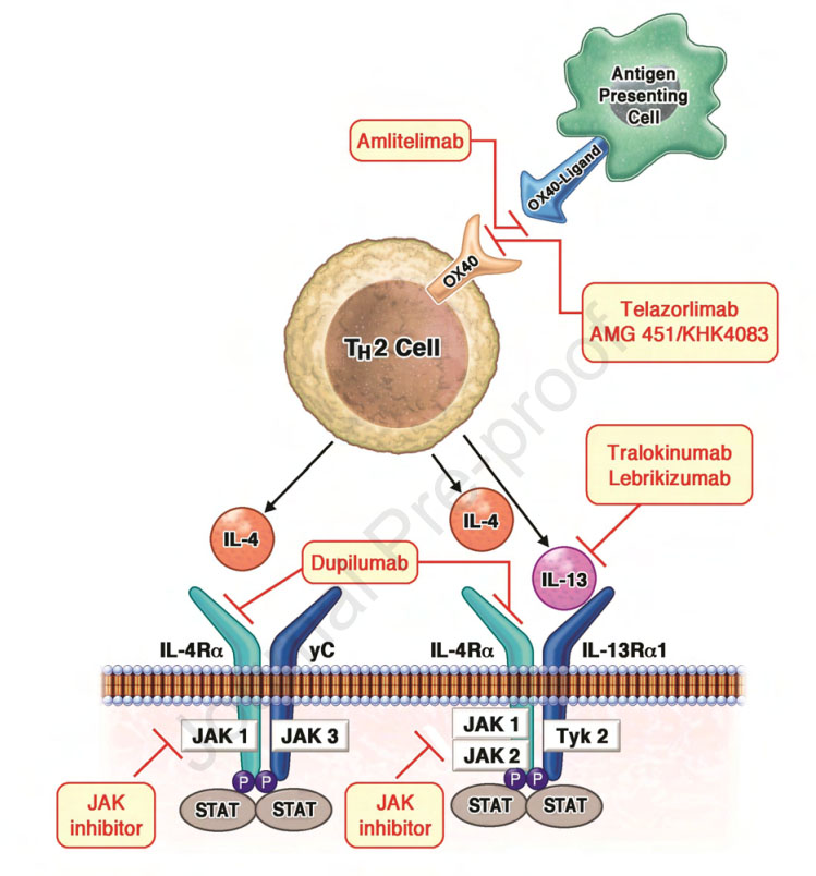 paller_lab's tweet photo. Editorial:
Biologics in the management of childhood atopic dermatitis
 https://t.co/pqOpNbrkQT 
#dermtwitter #atopicdermatitis #biologics https://t.co/hdxqlh8V98