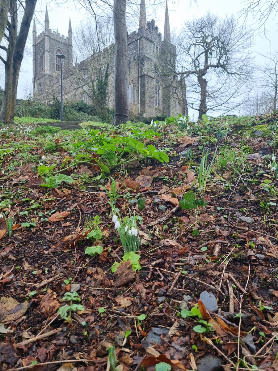 walking_hiking's tweet photo. You know the end of winter is near when the snowdrops appear.
Down Cathedral at the end of the St
Patrick's Pilgrims Trail today.

#Downpatrick #CountyDown https://t.co/aVLpXjXqp6