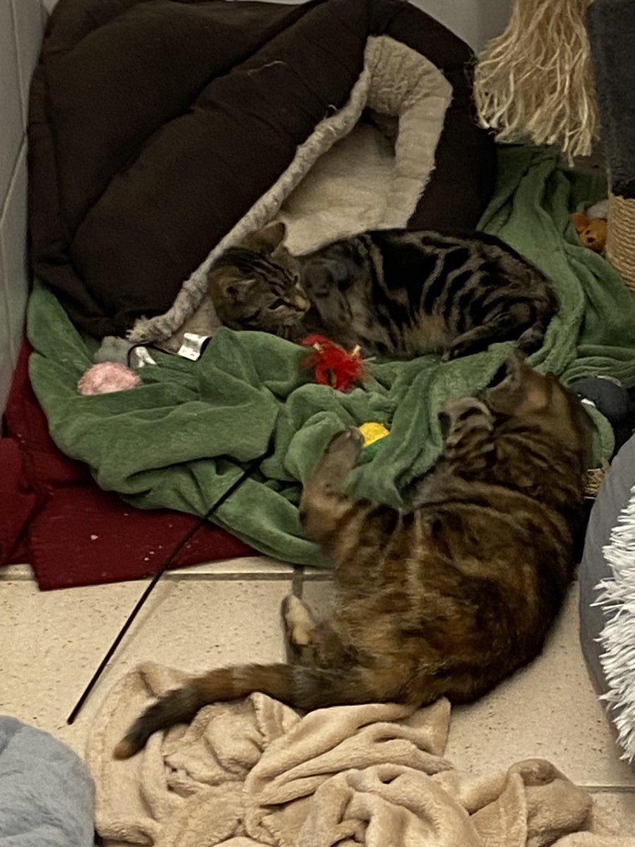 daspiefkelein's tweet photo. Tag 5: Schaut mal, wer heute das erste Mal miteinander gespielt hat. 🤗 https://t.co/HAasZ4LHnb