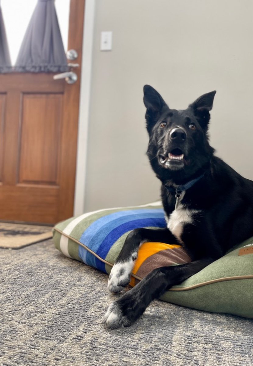 Bring your favorite family member when you visit our winterized bungalows. Pendleton dog beds are available to add on to your reservation.

#gograndlake #rmnp #mountainsidebungalows #pendleton