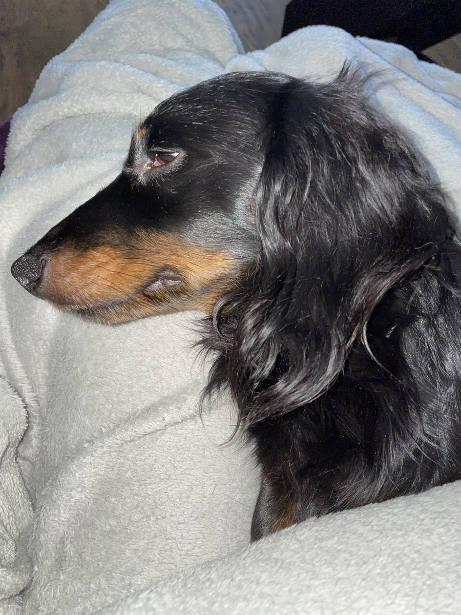 MiloTheDaxie's tweet photo. Need to sleep but also need to keep a close eye on mum incase she decides to snack while I’m napping #foodfiend #fluffyboy #Mondayblues https://t.co/papfKBhvn6