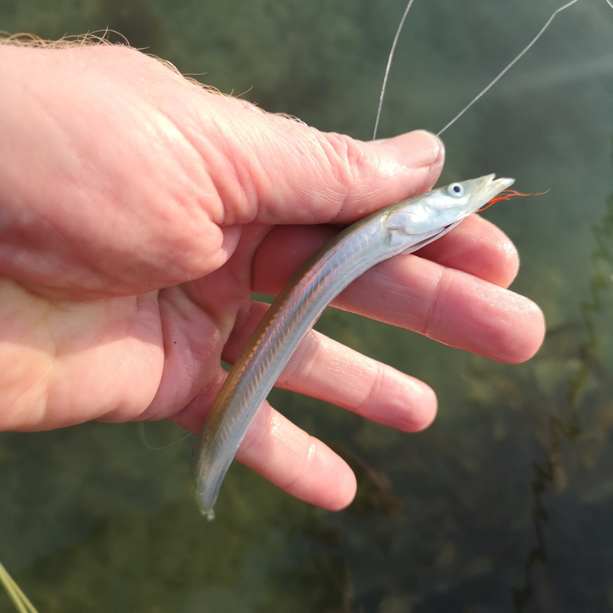 FFFTmag's tweet photo. A Sandeel special – one of the 22 lessons of 2022 listed in the February issue.

#saltwaterflyfishing #swff #flyfishinginsaltwater #sandeels #flytying #flytyingnation
#sandeelimitation https://t.co/v7jUIJ1PZu
