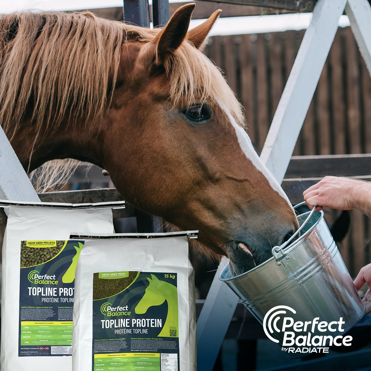 perfbalancefeed's tweet photo. A high plant-based oil diet places less heat load on working horses reducing electrolyte loss &amp; the amount of sweat needed to stay cool. Feeding Perfect Balance to your horse is the easiest way to keep them working smart, not hard!
https://t.co/pLTlsdooHO https://t.co/NKWuNT5g0L